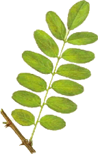 Robinia acacia